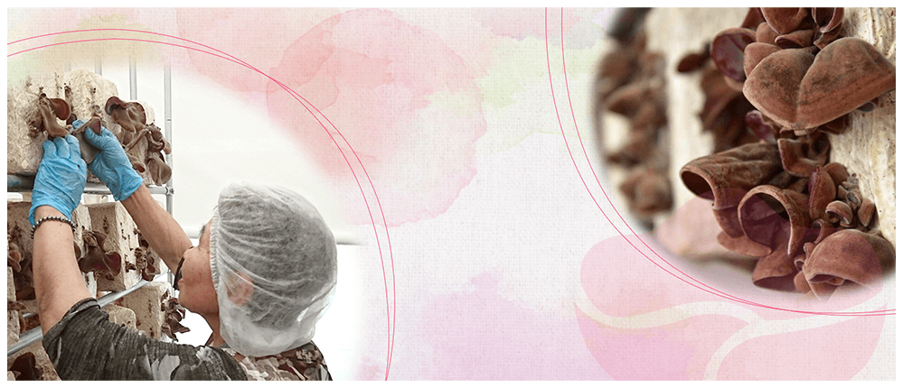 美味しくて安心・安全なきくらげを届けたい